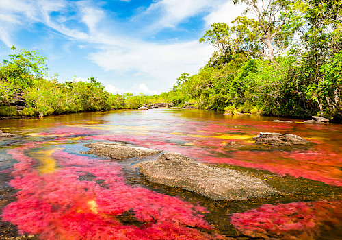 Caño Cristales Tour
