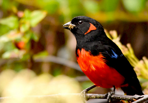 Birding in Bogota, Colombia