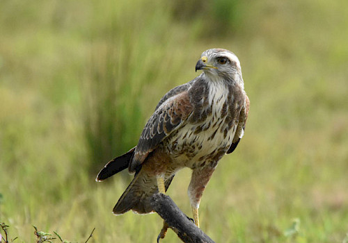 Birding in Los LLanos, Colombia