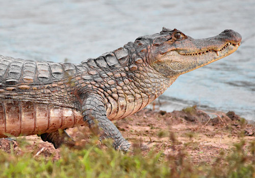 Los Llanos, Colombia
