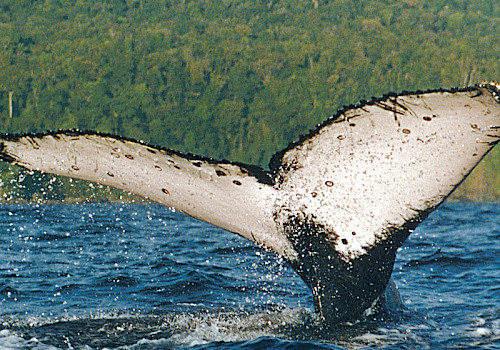 whale watching colombia