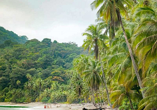 Gorgona Colombia