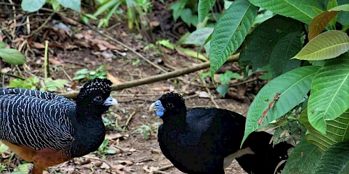Colombia Birding Tour El Paujil Nature Reserve