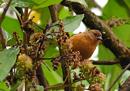 Colombia Birding and Beach Tour