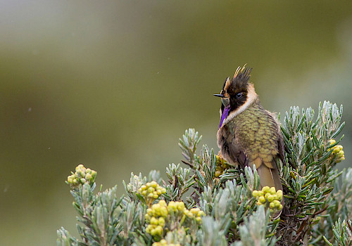 Birding in the coffee region