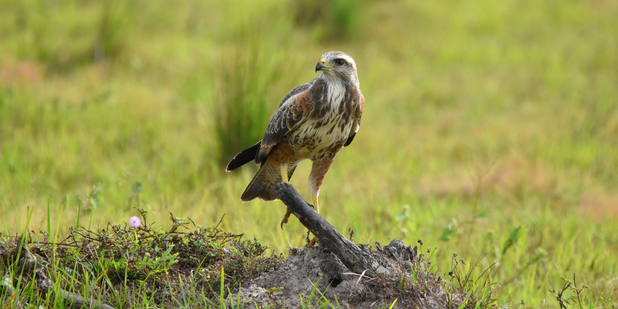 Los Llanos, Colombia