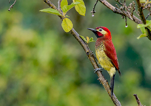 Colombia Birding Trip