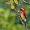 Colombia Birding Tour