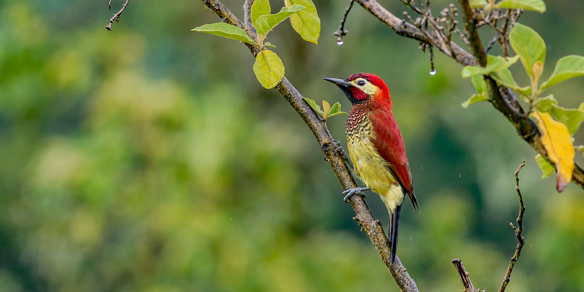 Colombia Birding Holidays