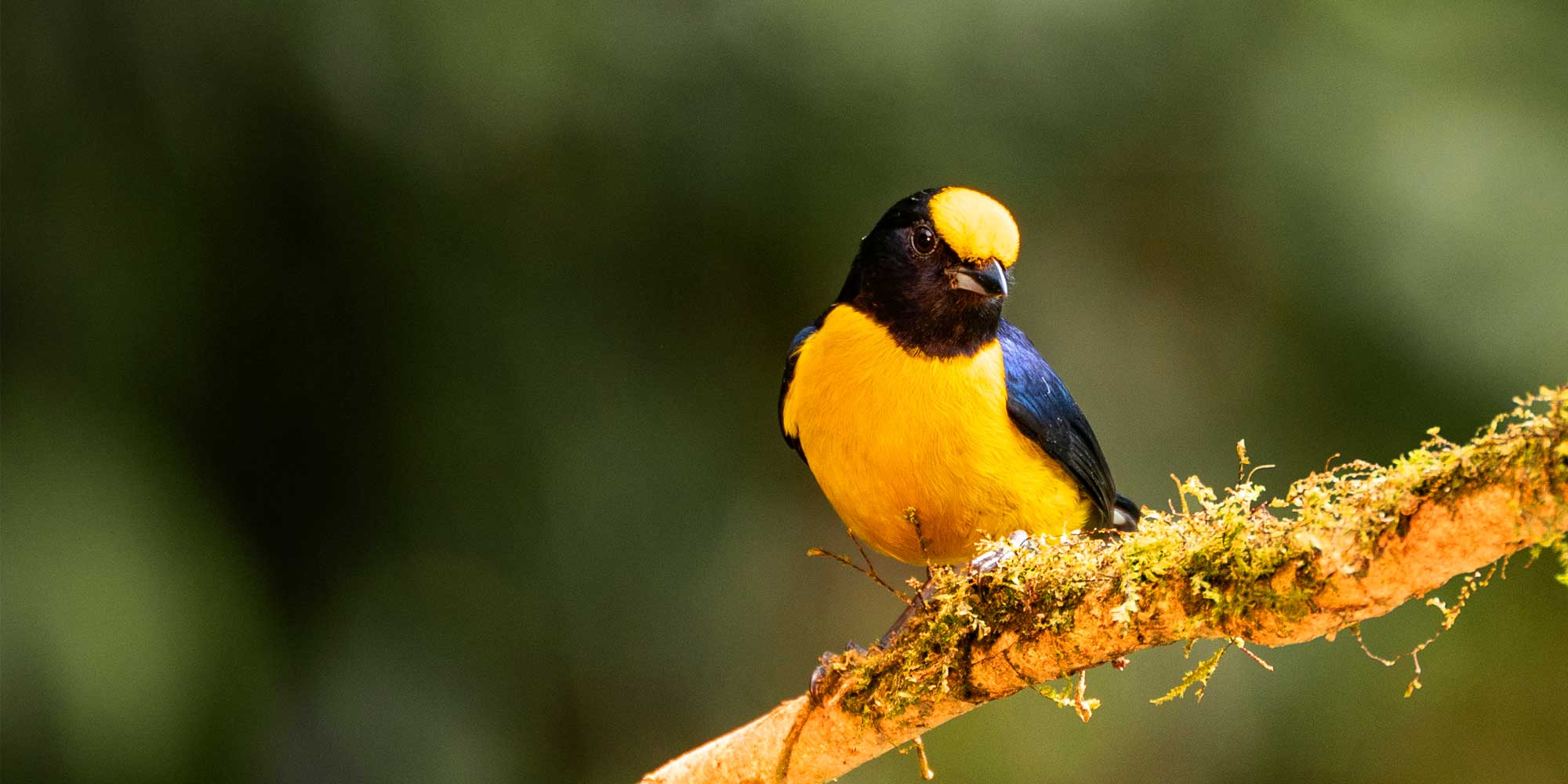 Colombia Birding Photography