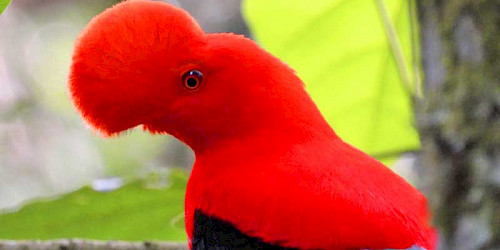 Birding Jardin Antioquia