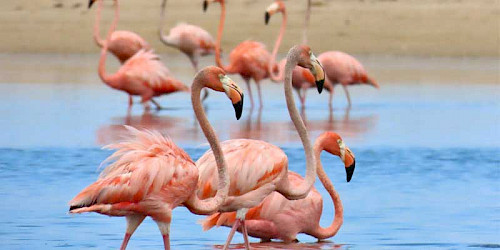 Los Flamencos Flora and Fauna Sanctuary