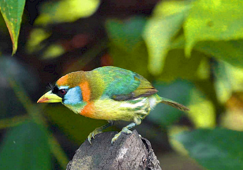 Colombia Endemics Birding tour