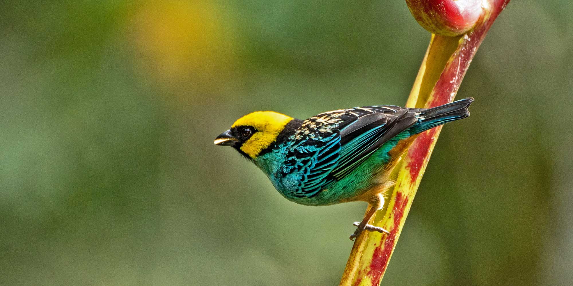 Colombia Birdwatching - Cauca Valley and Coffee Region