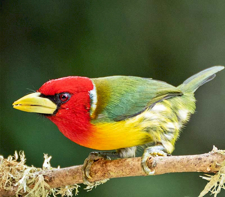 Colombia birding tour - Cauca Valley