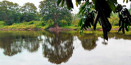 Colombia Birding