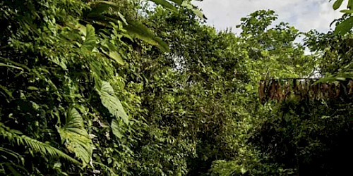 Colombia birding