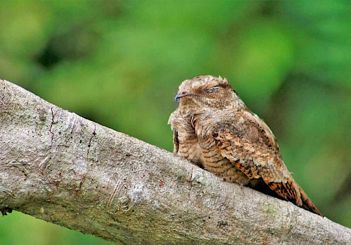 Colombia Birding Amazon Tour