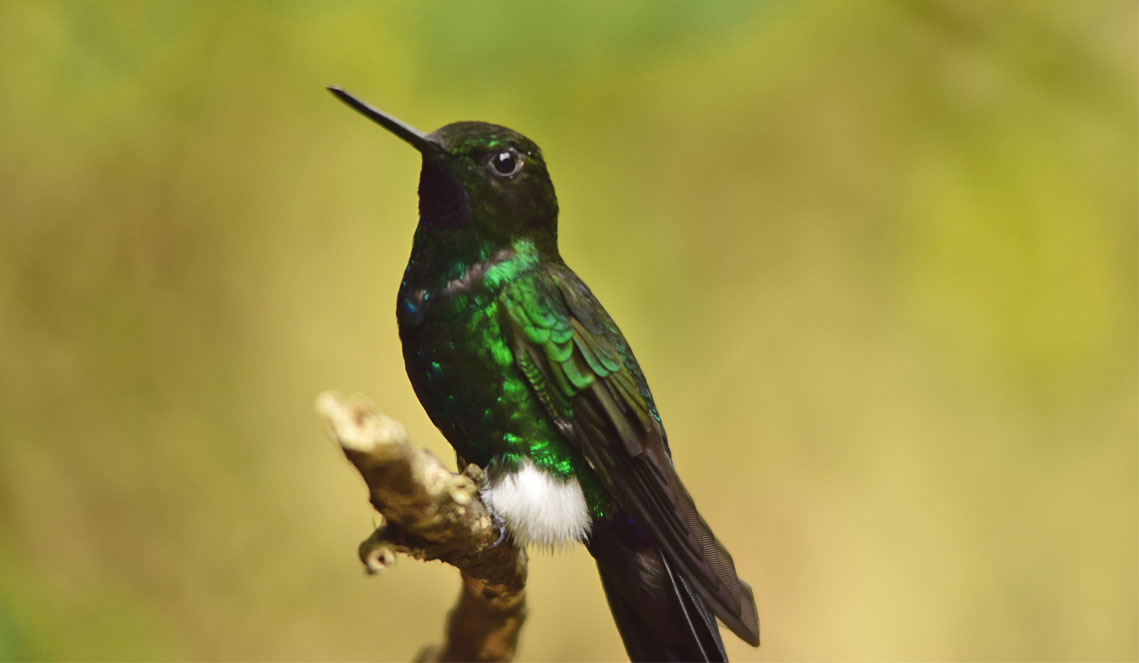 Birding in Bogota