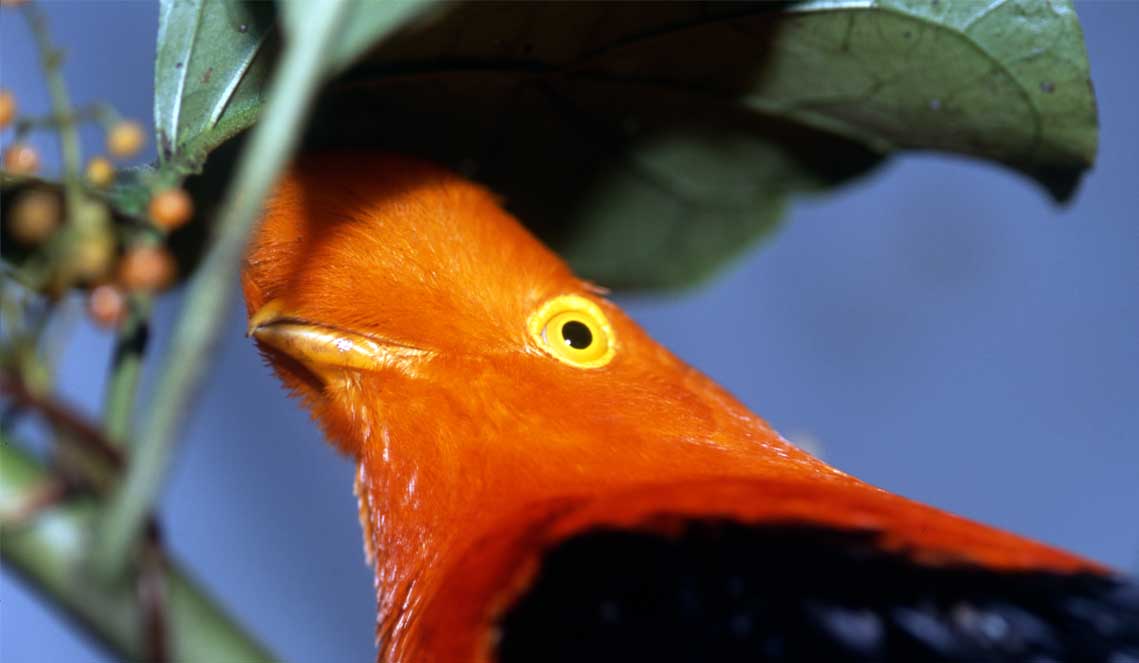 Colombia Birding Tours