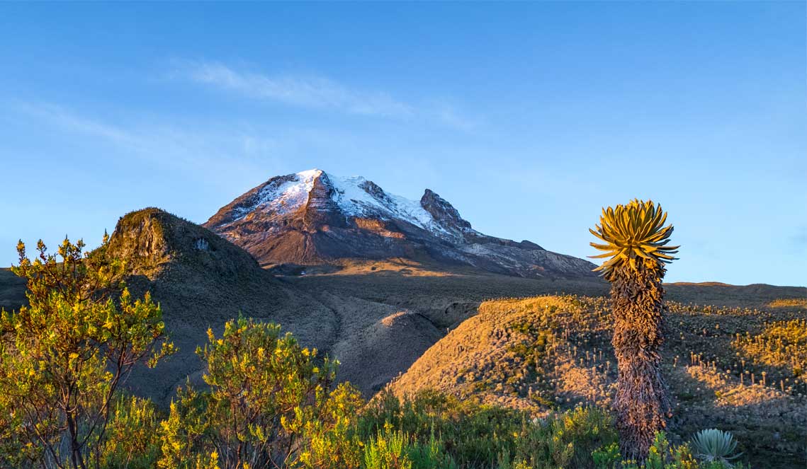 Colombia Birding Tours