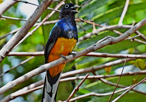 Birding in Mitu, Colombia