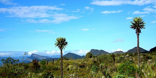 Bogota Birding day Tour