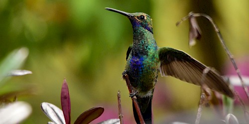 Bogota Birding Day Tour