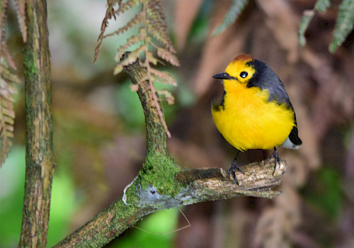 Birding in Colombia
